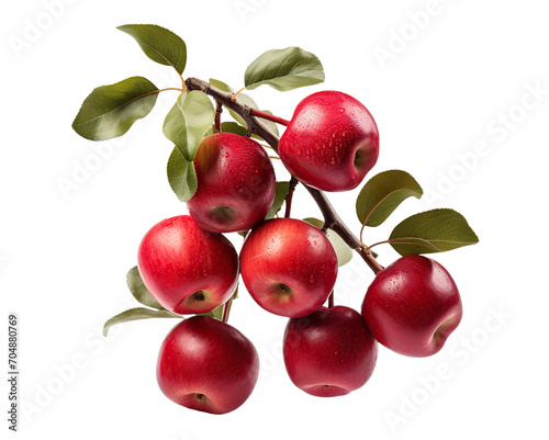 Branch of delicious red apples, cut out