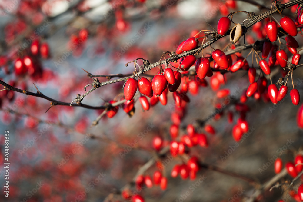 Gałązki krzewów z czerwonymi owocami zimą. - obrazy, fototapety, plakaty 