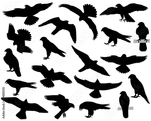 Fototapeta Naklejka Na Ścianę i Meble -  Collection of silhouettes of peregrine falcon or peregrine birds