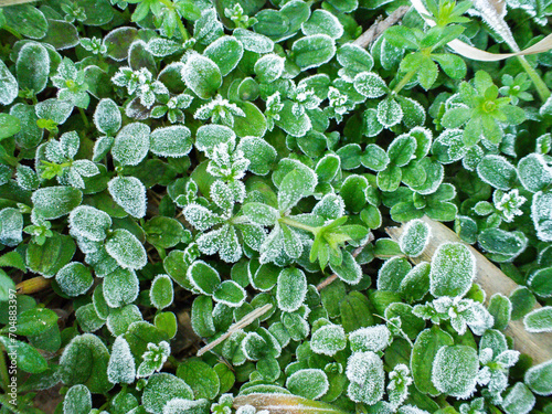 Plantas verdes en escarcha. Frío invernal