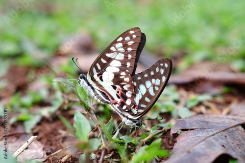 Graphium doson, the common jay, is a black, tropical papilionid (swallowtail) butterfly with pale blue semi-transparent central wing bands that are formed by large spots. photo