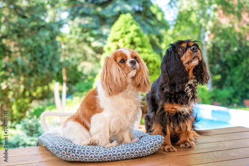 Two cavalier king charles spaniel puppis sitting on the desk outdoors photo