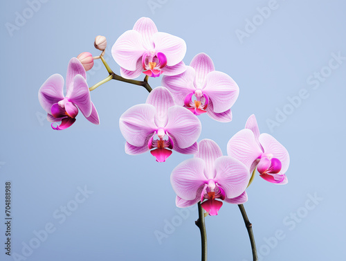 Purple orchid flower phalaenopsis, phalaenopsis or falah on a white background. Purple phalaenopsis flowers on the right. known as butterfly orchids. Selective focus. There is a place for your text. photo
