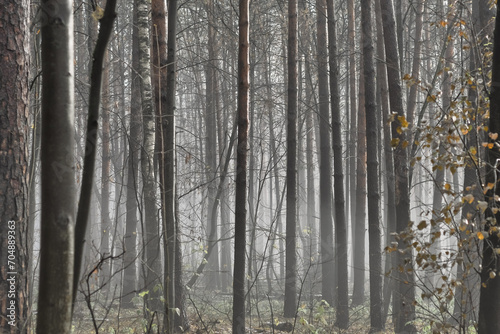 Bare tree trunks in the morning fog. Sad autumn landscape with a cold, autumn forest.