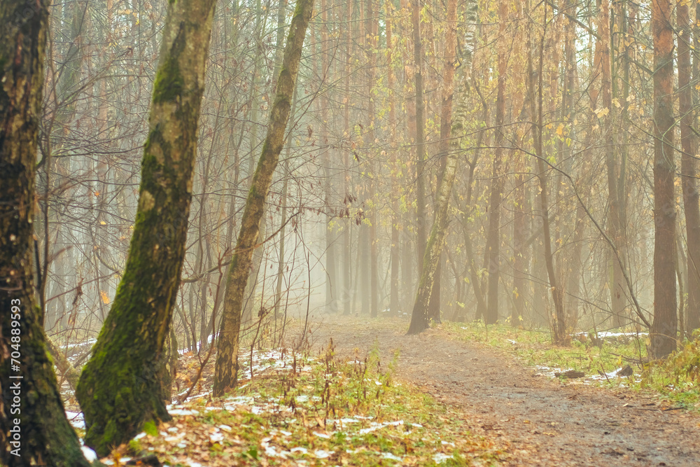 Bare tree trunks in the morning fog. Sad autumn landscape with a cold, autumn forest. Bare tree trunks in the morning fog. Sad autumn landscape with a cold, autumn forest.