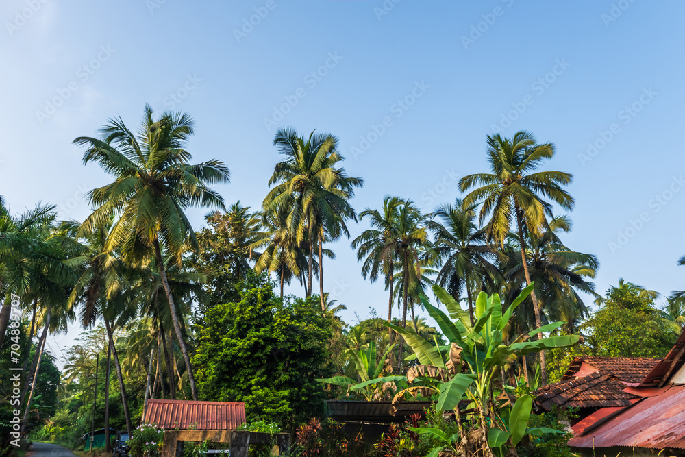  coconut trees palms against the blue sky of India