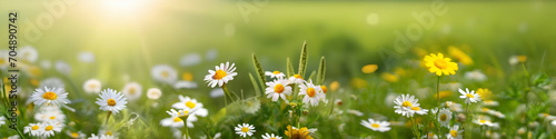 Beautiful spring landscape with meadow flowers and daisies in the grass. Natural summer panorama. © Laura Pashkevich