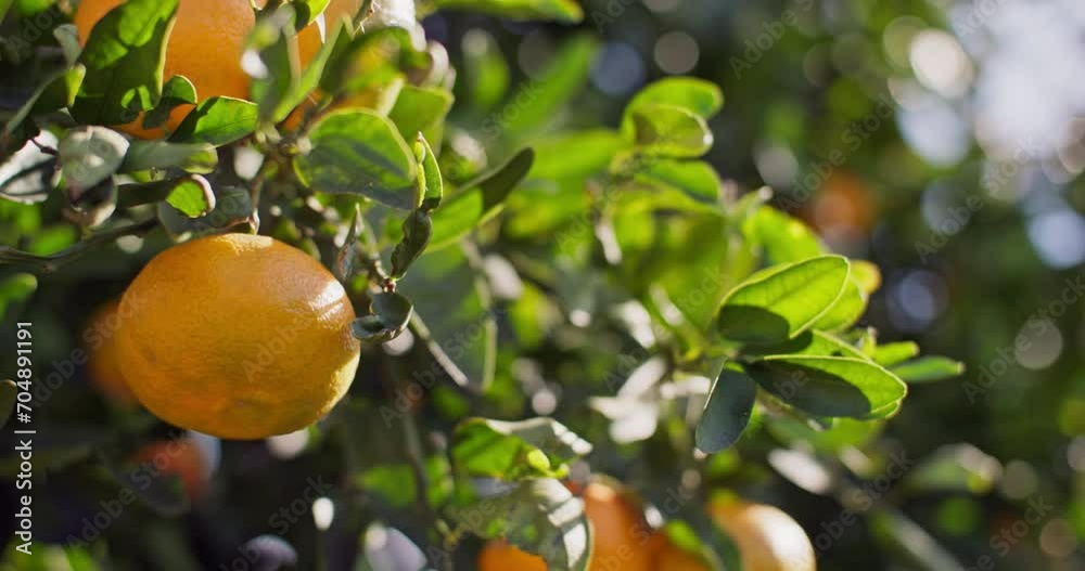 Fields of Gold: Witnessing the Golden Glow of Ripe Mandarins in Citrus Agro-Cultures. High quality 4k footage Fields of Gold: Witnessing the Golden Glow of Ripe Mandarins in Citrus Agro-Cultures. High quality 4k footage