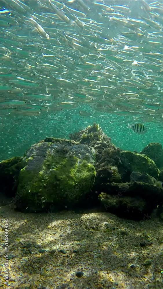 Vertical video, Massive school of small fish swims in a circle around the rocky reef, forming a funnel over it, Slow motion, Camera moves around the reef, Red Sea, Dhab, Egypt Vertical video, Massive school of small fish swims in a circle around the rocky reef, forming a funnel over it, Slow motion, Camera moves around the reef, Red Sea, Dhab, Egypt