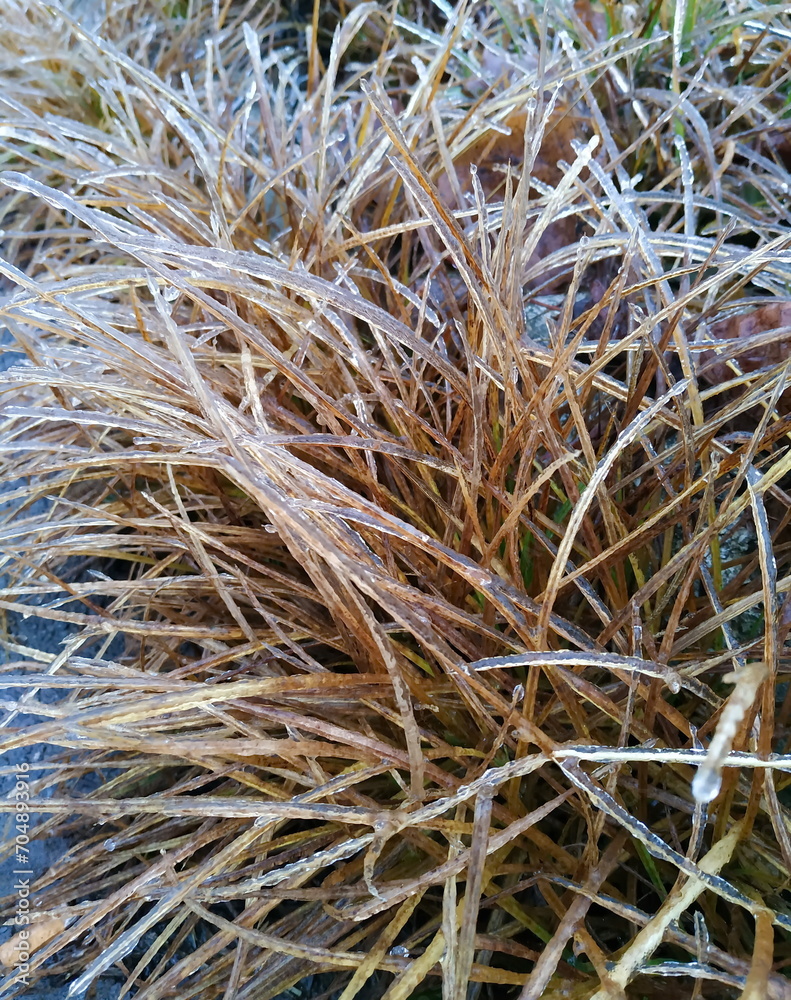 Frost on the plants. Ice grass. Beautiful winter background Frost on the plants. Ice grass. Beautiful winter background