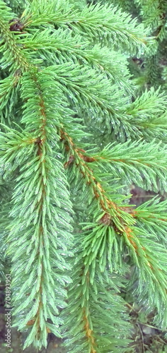 green spruce branches in ice after winter rain