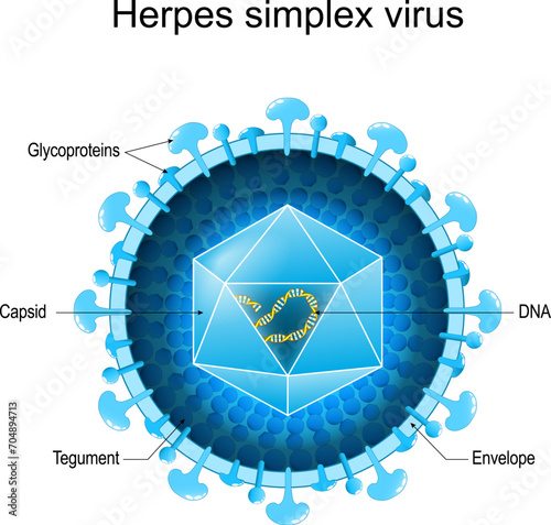 Basic Structure of Herpes Simplex Virus