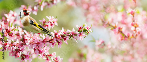 Bird perching on a branch with pink flowers of blossom almond tree. The European Goldfinch. Spring background