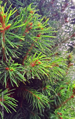 Fresh green needles of Canadian spruce in raindrops