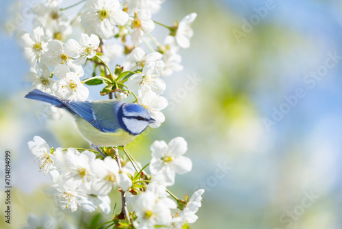 Bird perching on branch with white flowers of blossom cherry tree. The blue tit. Spring background