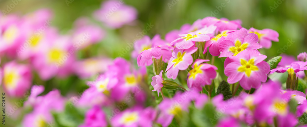 Primrose or primula flowers blooming in a garden