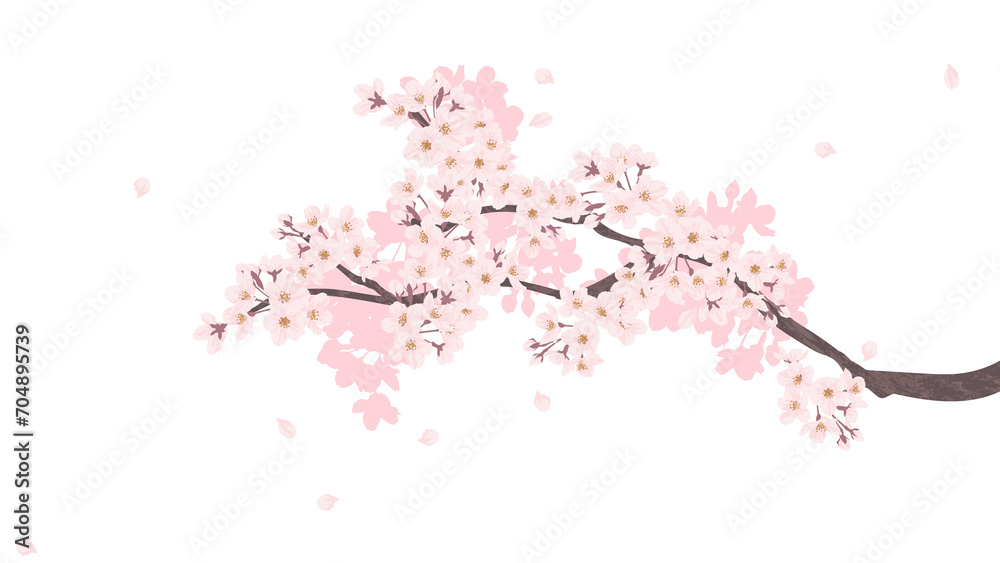 Cherry blossom branch illustration background transparent beautiful sakura flowers