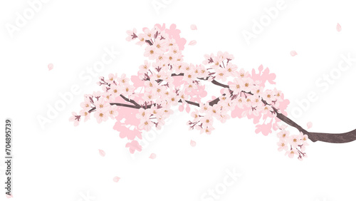 Cherry blossom branch illustration background transparent beautiful sakura flowers