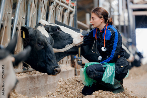 Photos Vet rectal examination on cow, Veterinarian doctor with stethoscope and disposable gloves