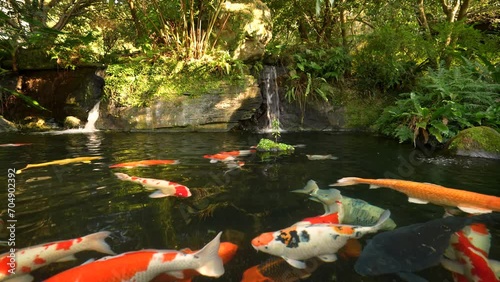 Water pond with koi fish 