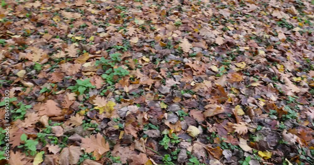maple trees in autumn, maple in autumn in cloudy weather maple trees in autumn, maple in autumn in cloudy weather