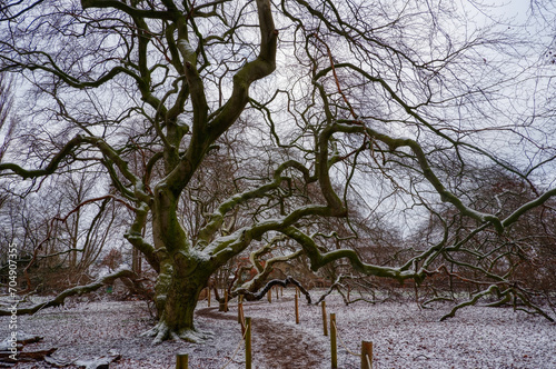 Großer alter Baum und Wanderweg in der Süntelbuchen-Allee in Bad Nenndorf im Winter photo