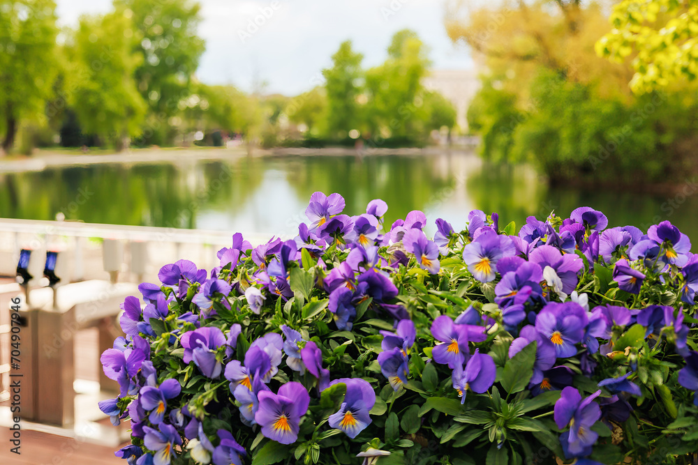 Beautiful pansy flowers in the park on the background of the lake