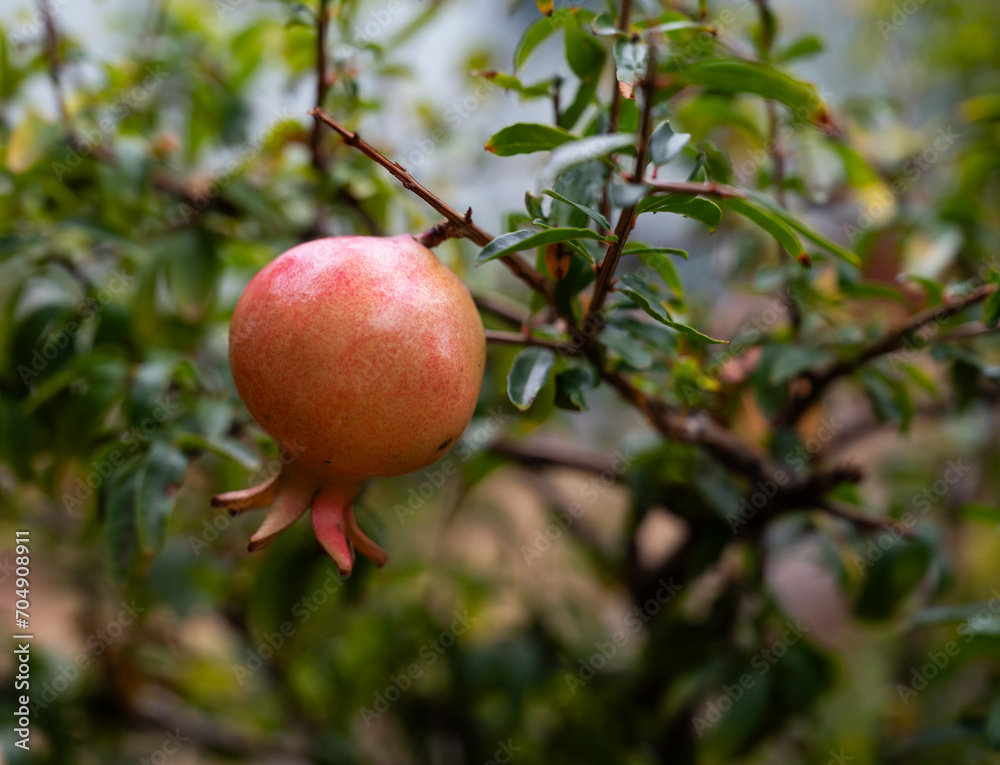 Pomegranata or Punica granatum hanging on a tree in Palermo, Italy Pomegranata or Punica granatum hanging on a tree in Palermo, Italy