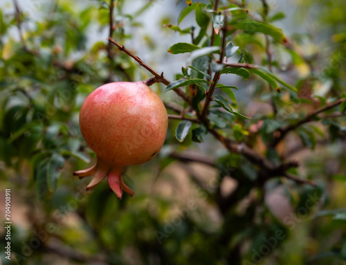 Pomegranata or Punica granatum hanging on a tree in Palermo, Italy