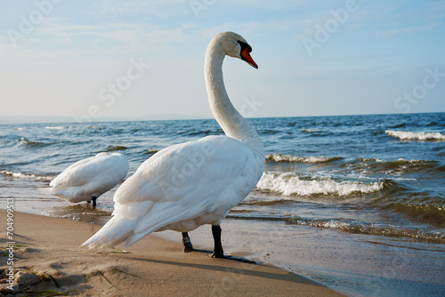 Fototapeta Naklejka Na Ścianę i Meble -  White swan on shore of Baltic Sea in Poland. Wild swan in nature