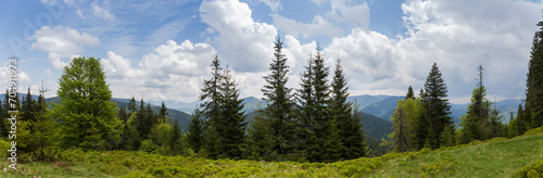 Different trees on mountain meadow edge against distant ridges, panorama