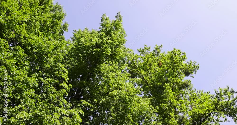 deciduous trees with green foliage in spring, green foliage of trees in the park in sunny weather in spring deciduous trees with green foliage in spring, green foliage of trees in the park in sunny weather in spring