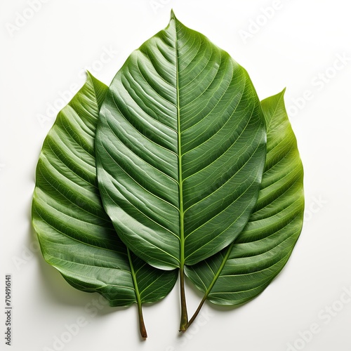green leaf isolated on white background Created with generative Ai 