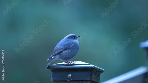 Plumbeous water redstart  in the forest of Taiwan photo