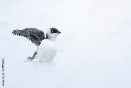 Little auk, Alle alle, in the water. Natural habitat. The Little Auk is the most abundant seabird in the Arctic. Europe