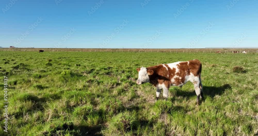 cow in pasture