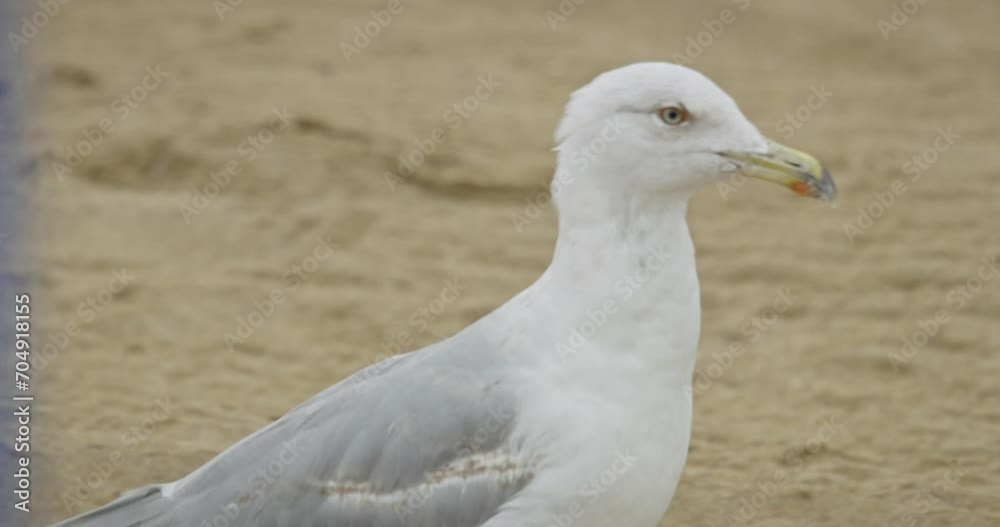 Closeup showing a seagull walking alongside the beach, finding food and eating. Closeup showing a seagull walking alongside the beach, finding food and eating.