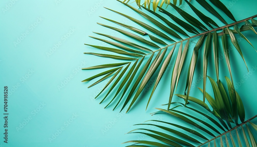 Fresh palm leaf on turquoise pastel blue background, blurred shadow from palm leaves on the light blue wall minimal.