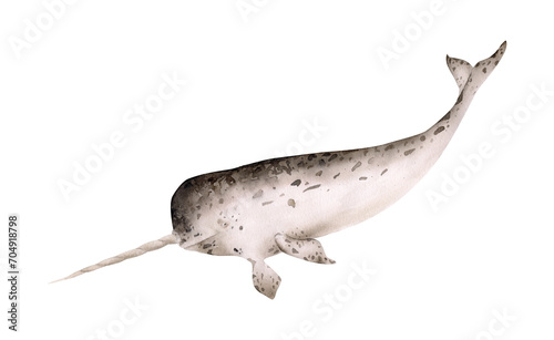 Hand-drawn watercolor narwhal illustration isolated. Narwhale. Underwater ocean creature. Sea animal. Marine mammal. Toothed whales animals collection photo