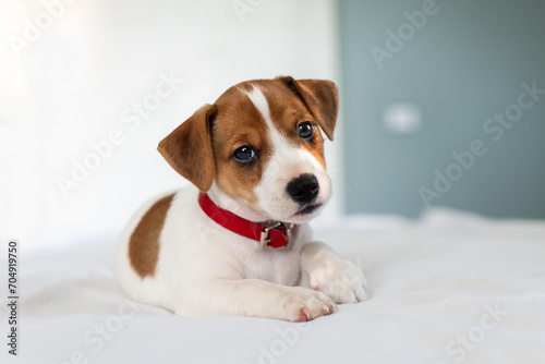 Tiny Jack Russel terrier puppy on the white bed close up. Dogs and pets photography photo