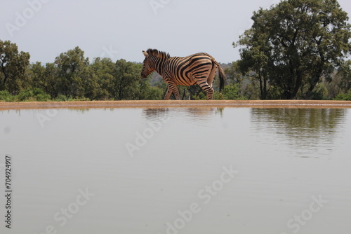 Zebra on the waterhole. Zebras are African equines with distinctive black-and-white striped coats. Zebras share the genus Equus with horses and asses.
