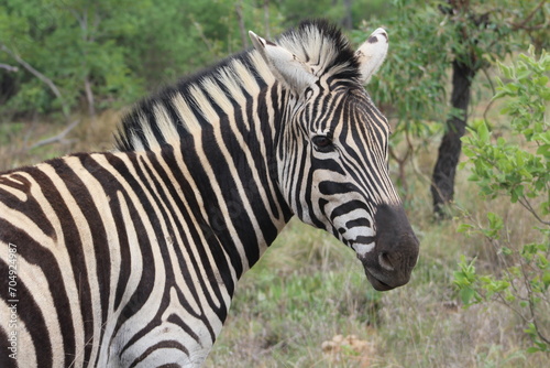 A zebra. Zebras are African equines with distinctive black-and-white striped coats. Zebras share the genus Equus with horses and asses.