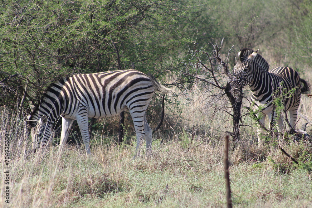Fototapeta premium Zebras. Zebras are African equines with distinctive black-and-white striped coats. Zebras share the genus Equus with horses and asses.