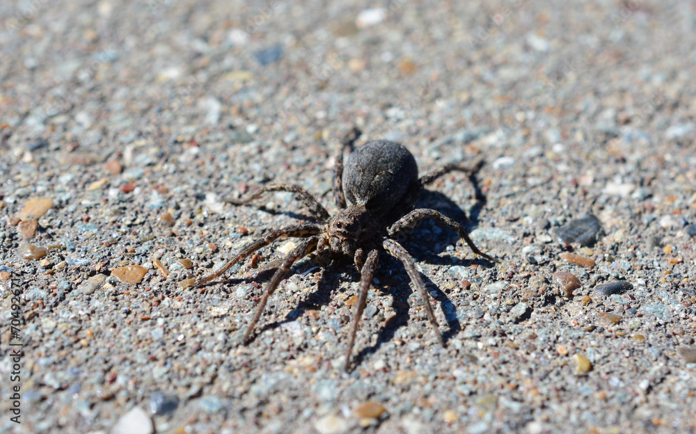 black spider sitting on the asphalt background macro black spider sitting on the asphalt background macro