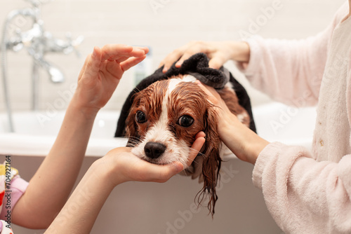 Little girls taking care of their pet, wipe, drie the dog with a towel, the little Cavalier King Charles Spaniel after bathing. Pet care concept.  No visible faces. photo