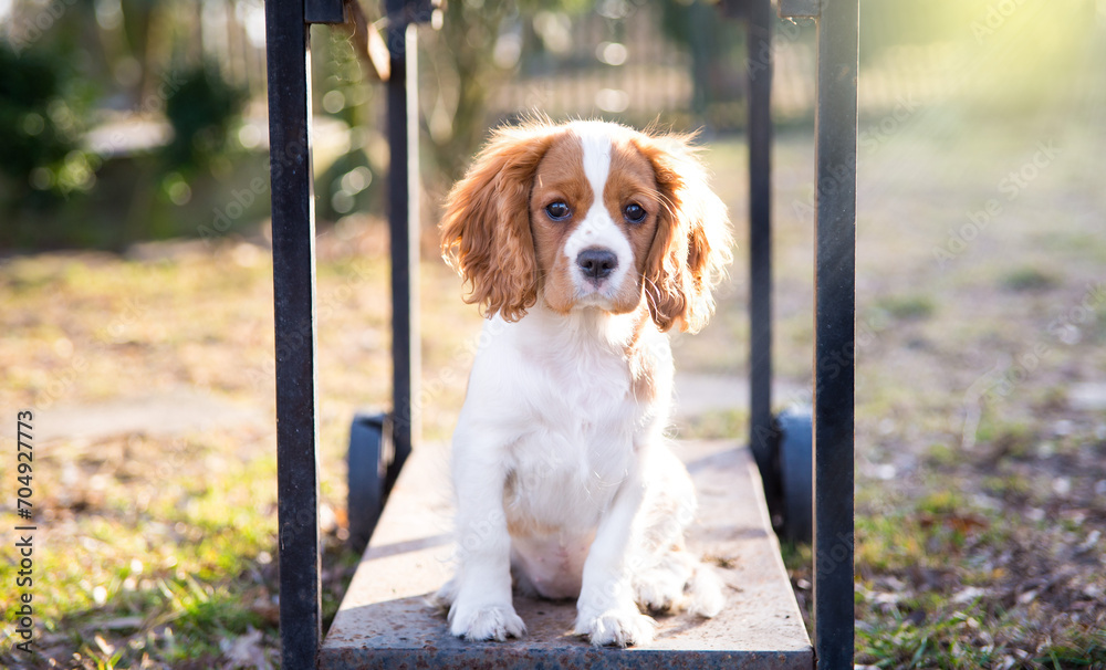 Szczenię cavalier king charles spaniel