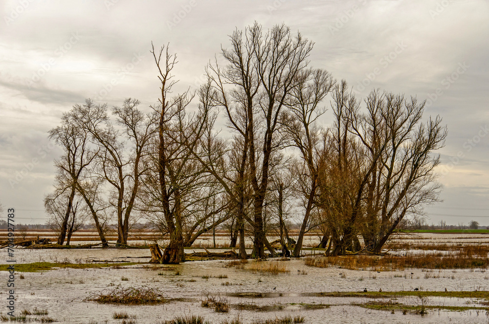 Group of trees on land temporarily inundated to lower water levels in the nearby river, in the Noordwaard region in Biesbosch national park in the Netherlands Group of trees on land temporarily inundated to lower water levels in the nearby river, in the Noordwaard region in Biesbosch national park in the Netherlands