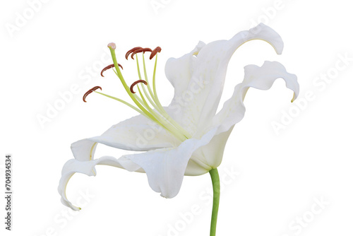 Blooming White Lily Flower Isolated on White Background with Cli