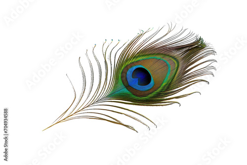 beautiful peacock isolated on white