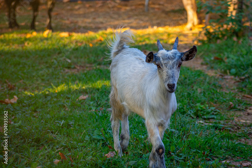 Lovely white baby goat Walking on grass, Corfu island,Greece